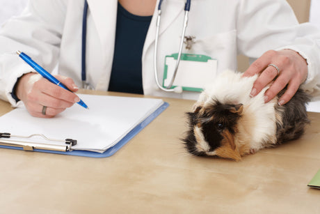 Should I Neuter My Guinea Pig and What Will It Cost?