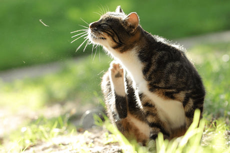 How To Get Rid of Cat Fleas | Spot the Signs and Act Fast!