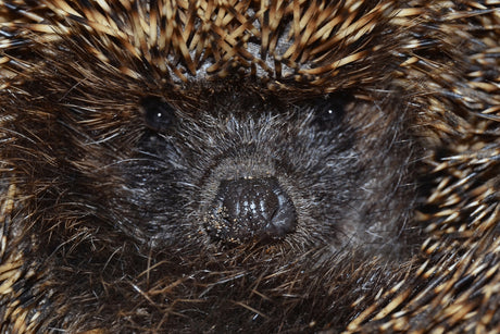 Do Hedgehogs Have Fleas?