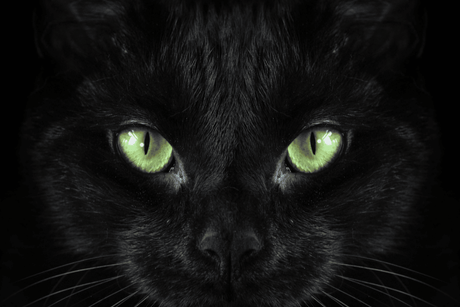 5 Fascinating Black Cat Facts For Halloween