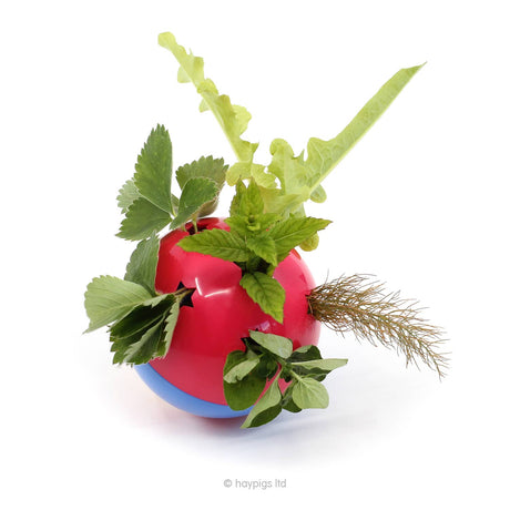 Guinea Pig Toys and Boredom Busters