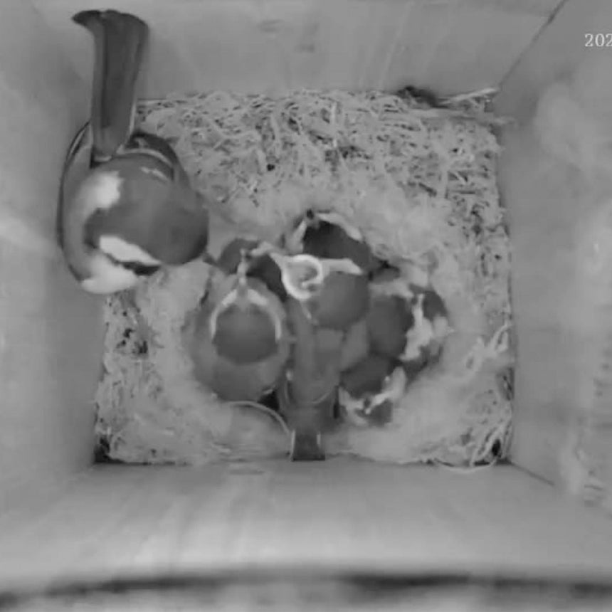 Cable Connection Bird Box & Wildlife Camera