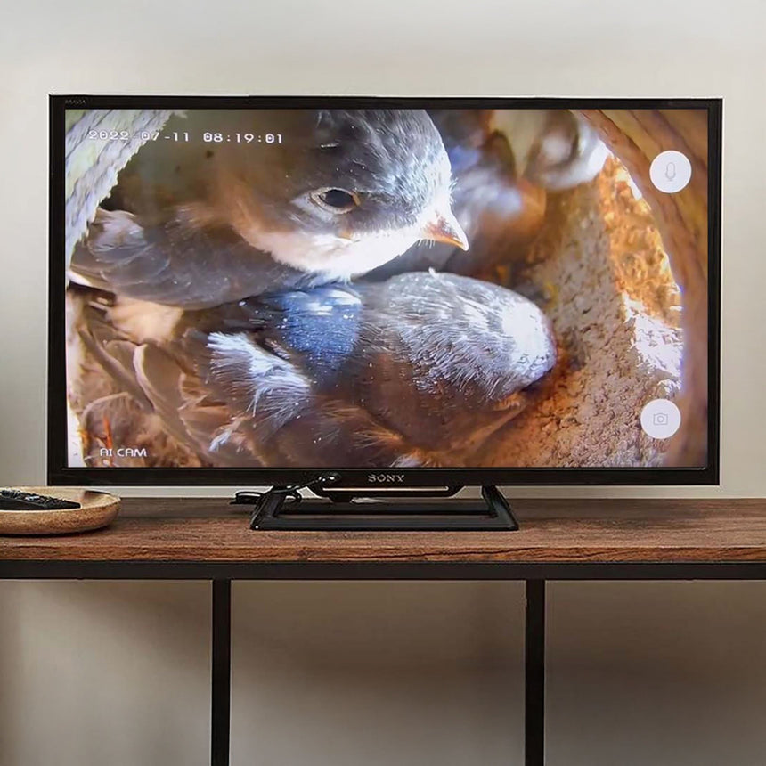 Cable Connection Bird Box & Wildlife Camera