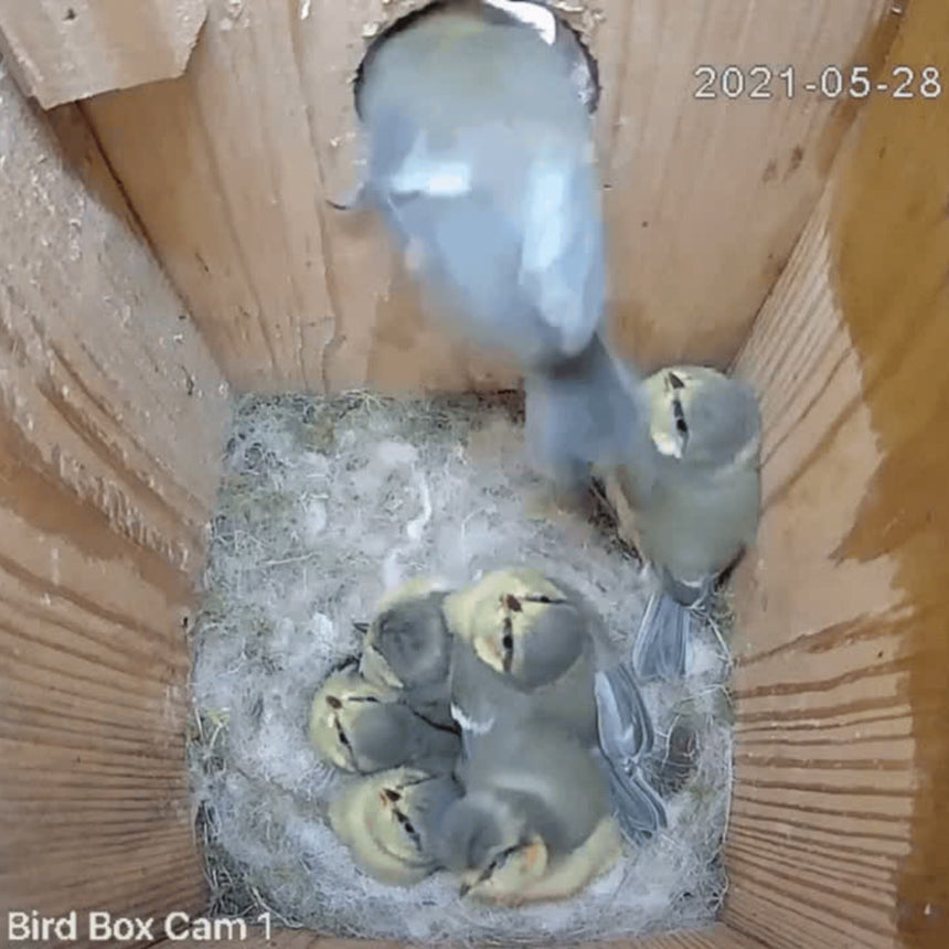 Solar Powered WiFi Bird Box & Wildlife HD Camera