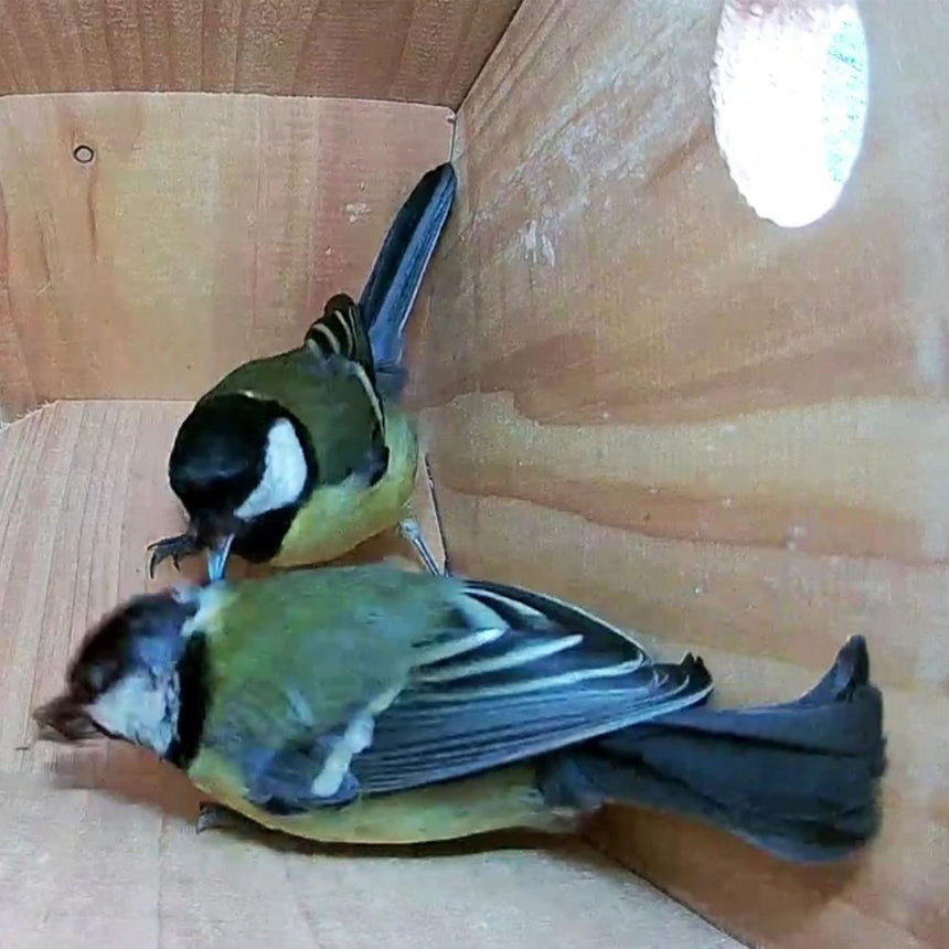 WiFi Side View Bird Box Camera Complete Pack