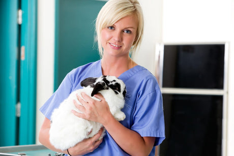 Caring For Your Neutered Rabbit | What to Expect After The Op