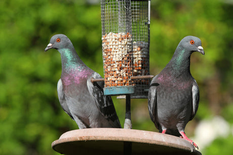 How To Feed Blackbirds But Not Pigeons | It's Easier Than You Think!