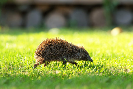 Hedgehog Running In Circles - Does it Need Help?