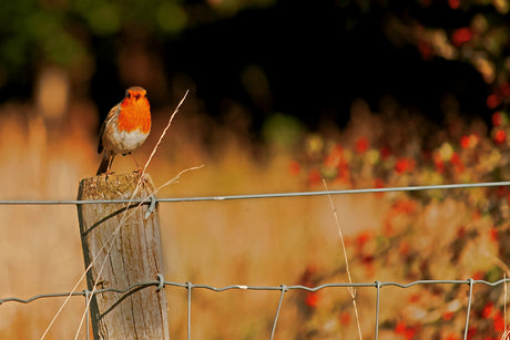 Garden Birds In Autumn | What To Expect And How To Help