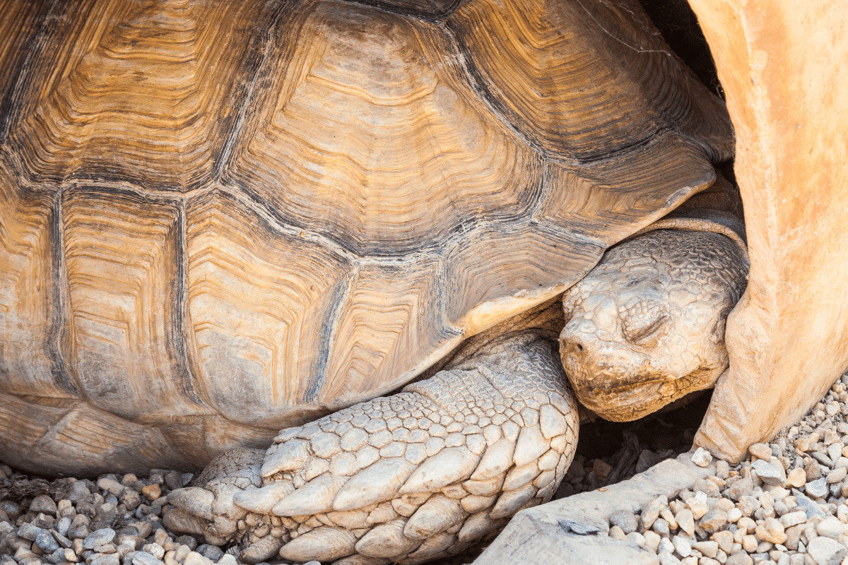 Understanding Tortoise Hibernation and How to Help Your Tort Hibernate Safely