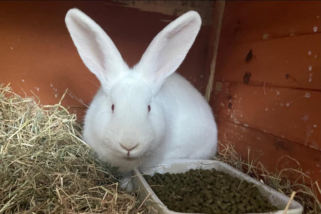 This Year's Rabbit Welfare Donation Goes To Berkshire Animal Rescue