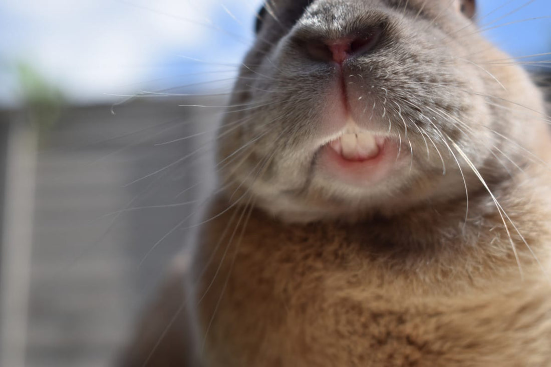 Rabbit Teeth: What You Need to Know