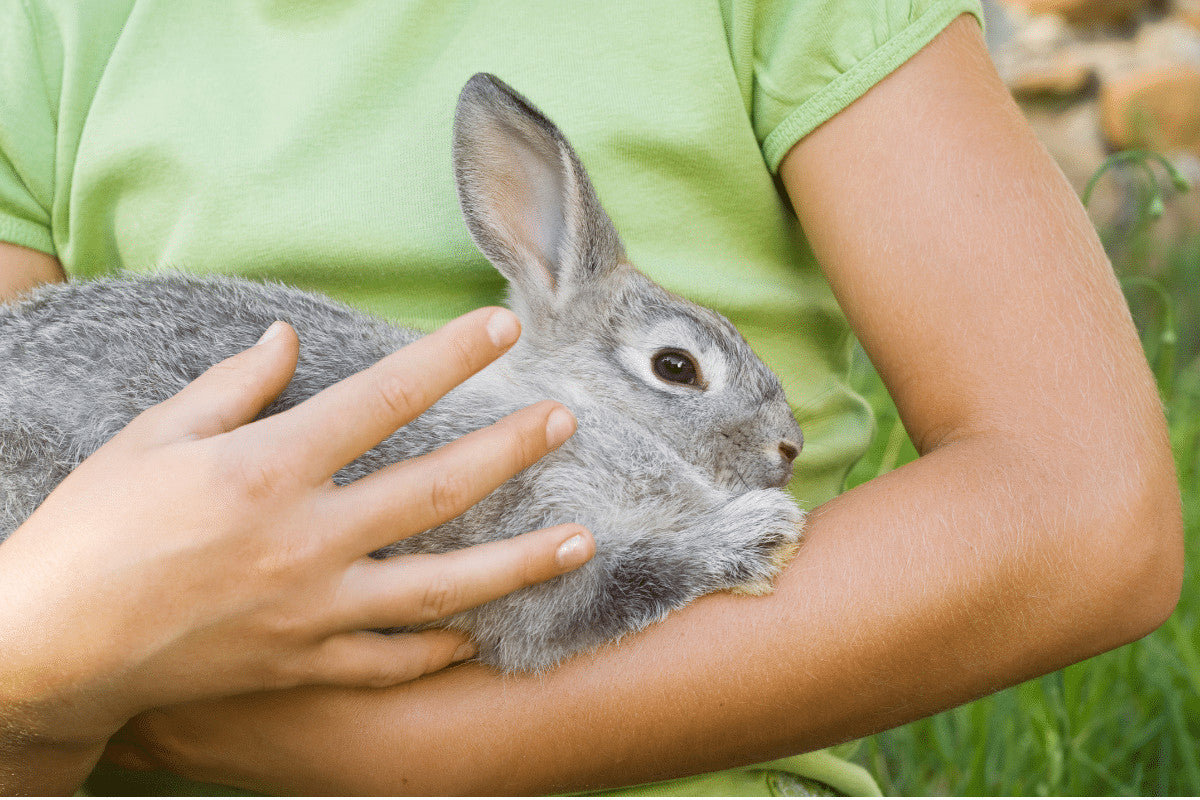 How To Pick Up A Rabbit | The Best And Safest Way