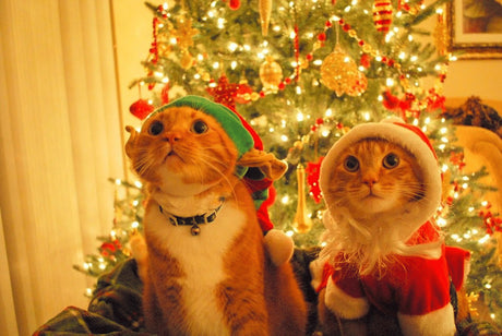 Top 12 Christmas Gifts for Cats