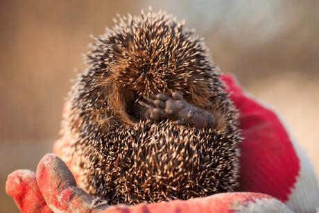 How to Rescue and Over-Winter a Hedgehog