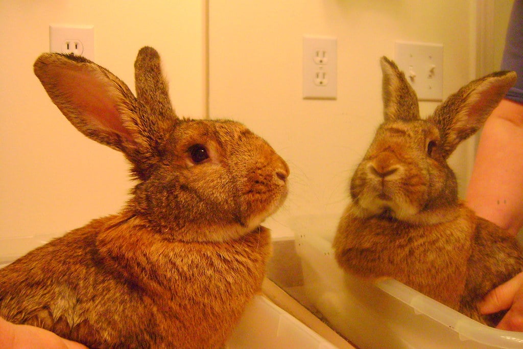 Can You Bath Rabbits? | Keeping your Bunny Clean AND Safe
