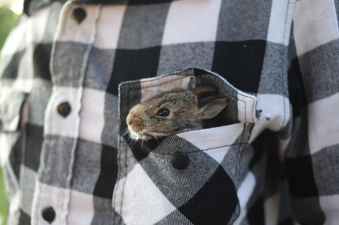 How Much Do Rabbits Cost? Do The Maths Before you Bring Home a Bunny