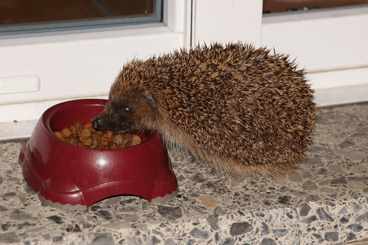 Best wet cat food for hedgehogs best sale