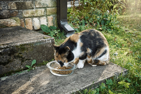 Everything You Need To Know About Legal Ownership of Stray Cats In The UK
