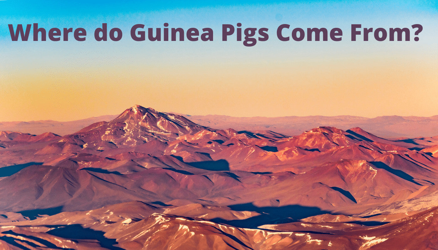 13 things you Never Knew About Guinea Pigs