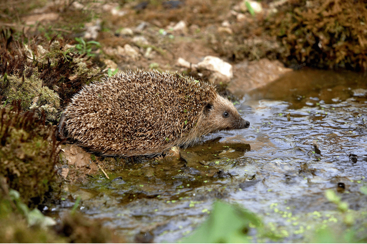 Can Hedgehogs Swim?