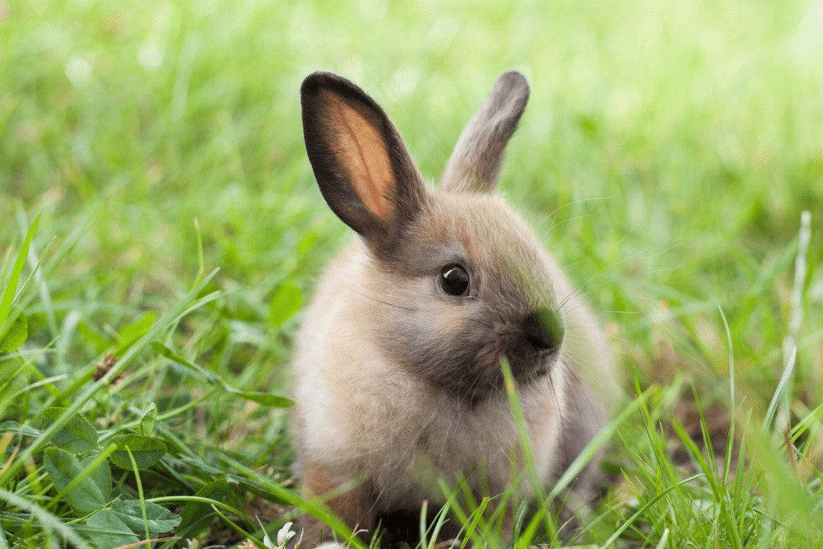 Rabbit Welfare | Rabbit Hutches and How They Should be Used
