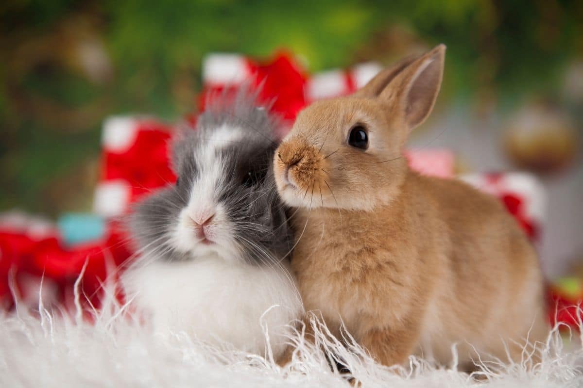 The Best Christmas Treats for Your Bunny