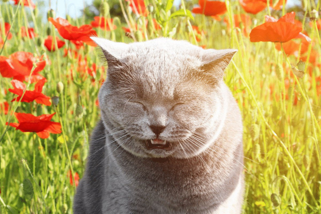 Do Cats Get Hay Fever? Spot the Signs and Stop the Sniffles and Suffering
