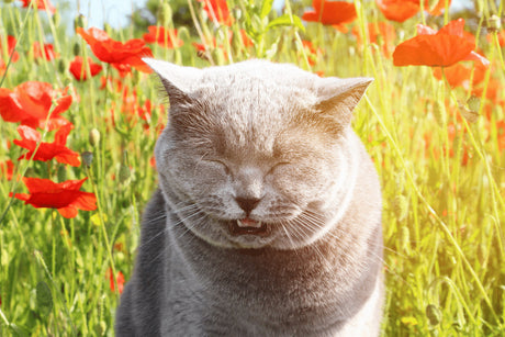 Do Cats Get Hay Fever?  Spot the Signs and Stop the Sniffles and Suffering