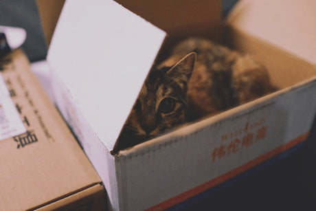 Moving House With an Outdoor Cat - 11 Top Tips