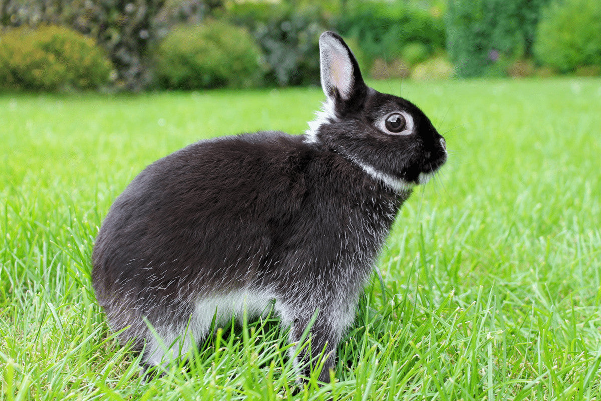 Netherlands Dwarf Rabbits The Facts Home Roost