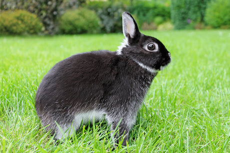 Netherlands Dwarf Rabbits - The Facts