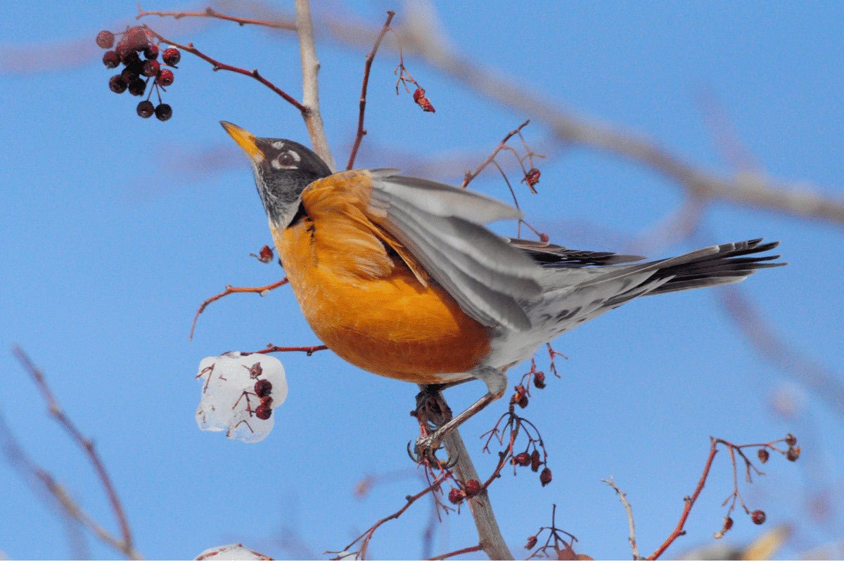 11 Top Shrubs With Berries for British Birds