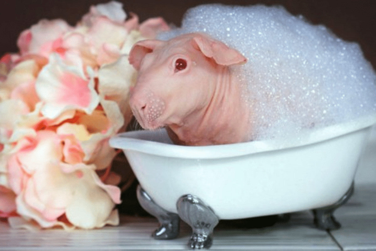 Baby shampoo for fashion guinea pigs