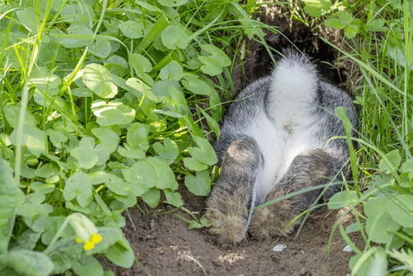 How Do You Dig Proof a Rabbit Run Enclosure?