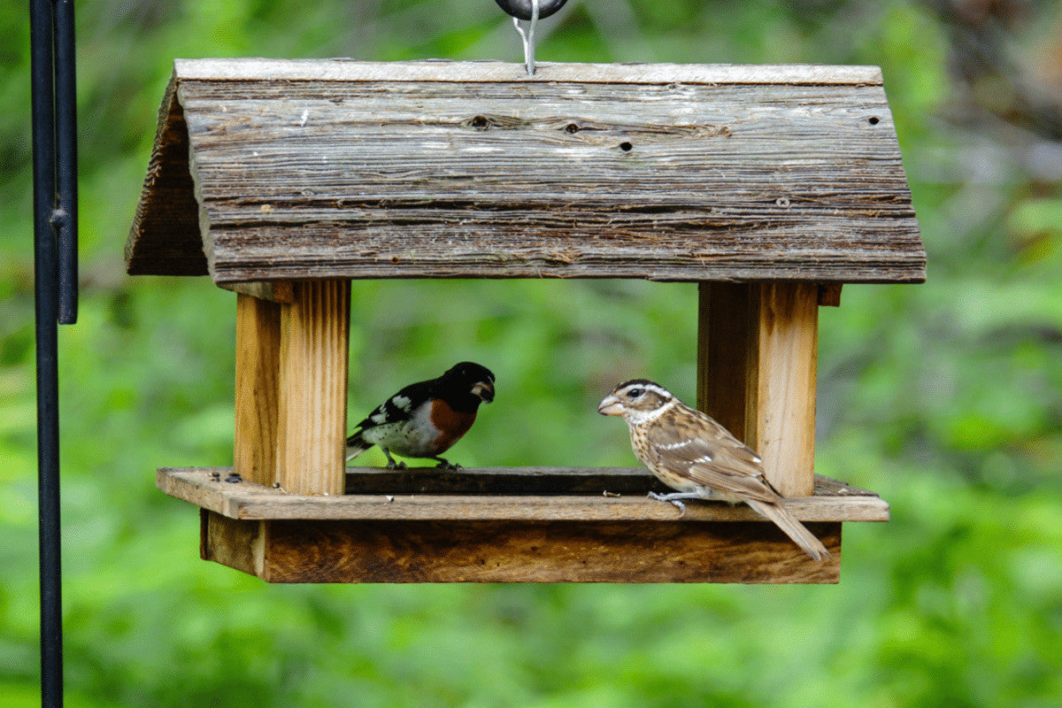 Bucktons Premium Wild Bird Food