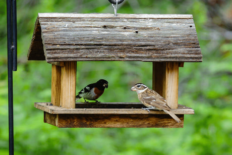 What Should I Put on My Bird Table?