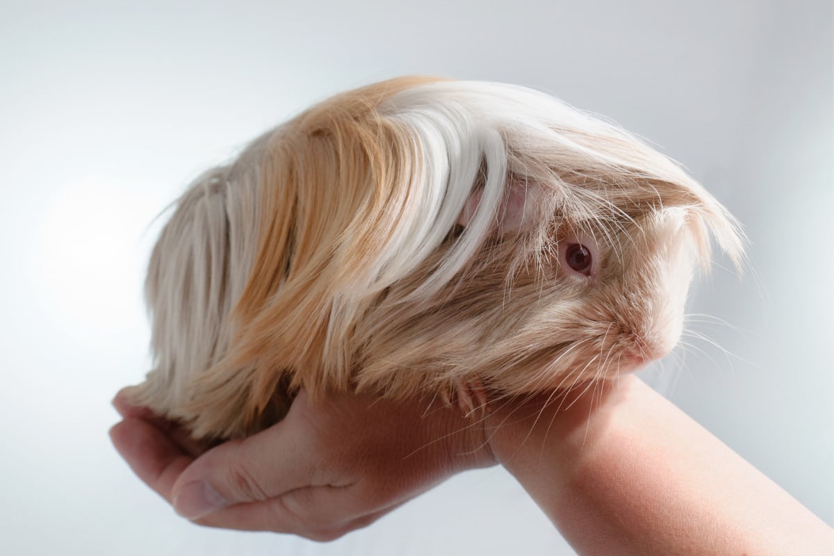 Peruvian guinea pig facts fashion