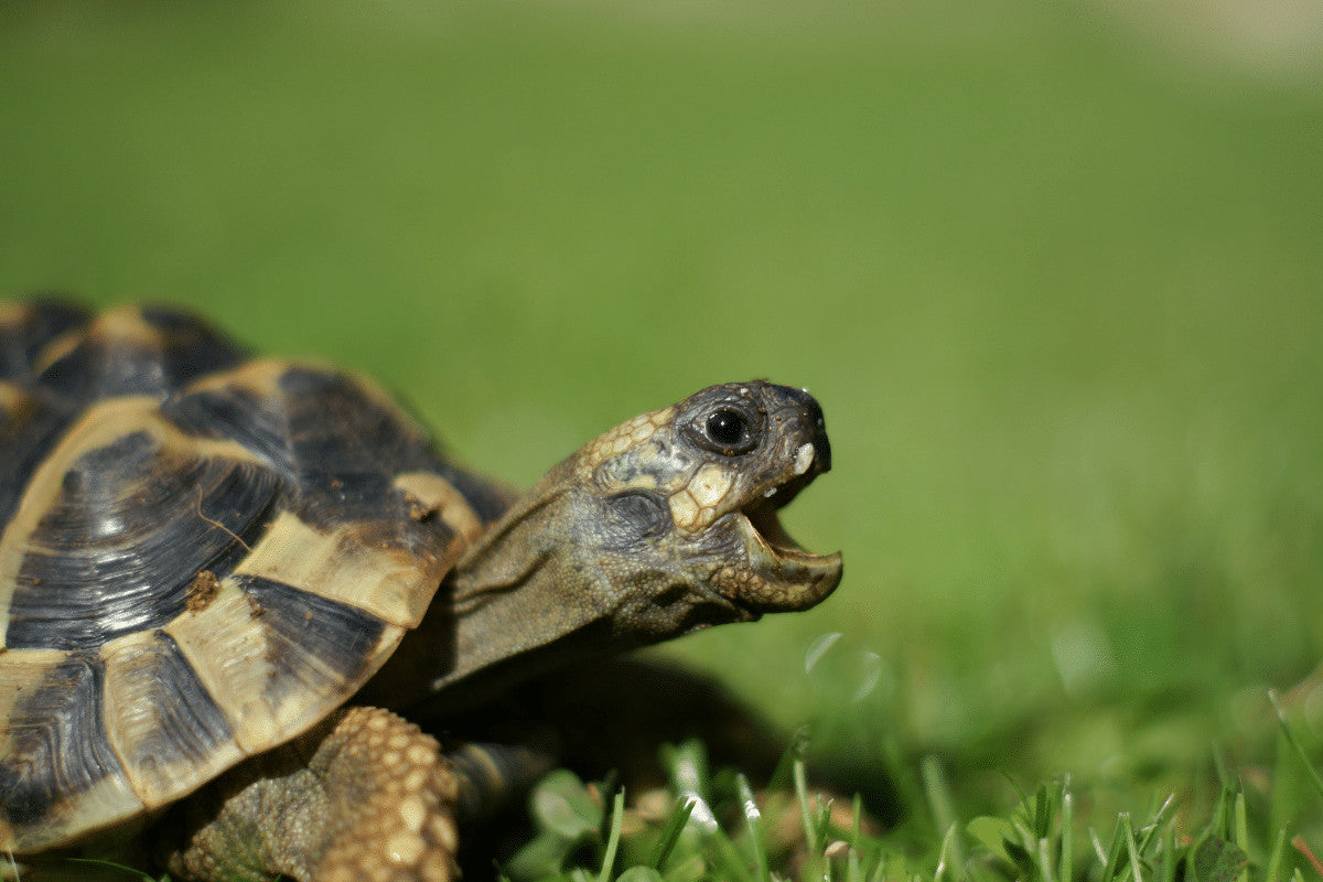 The Hermann's Tortoise (Testudo hermanni) | Your Essential Guide