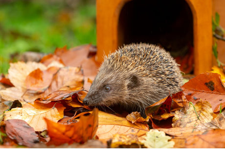 How To Set Up Your Hedgehog House For Hibernation