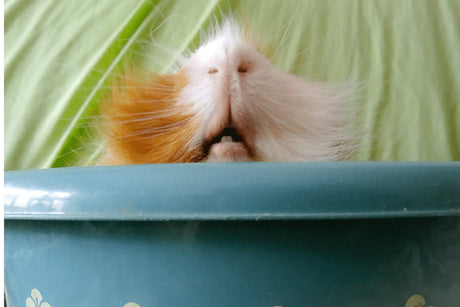 Is Your Guinea Pig Sneezing?