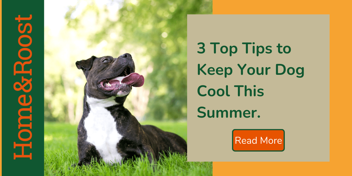 3 Top Tips For Keeping Your Dog Cool This Summer