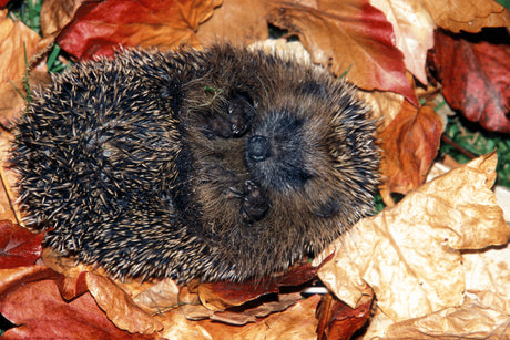 When do Hedgehogs Hibernate? How To Help Hibernating Hogs