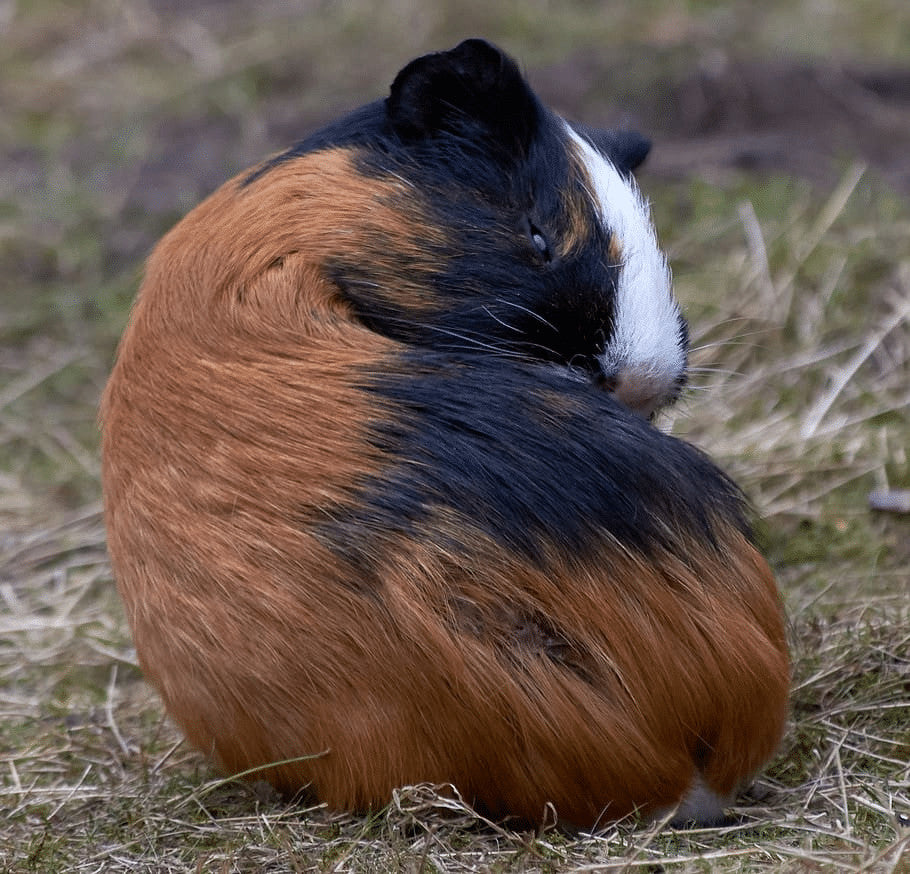 Do Guinea Pigs Smell? How To Stop Your Piggy Getting Pongy – Home & Roost