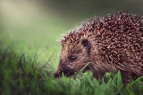 Will Hedgehogs Dig Holes In The Garden?