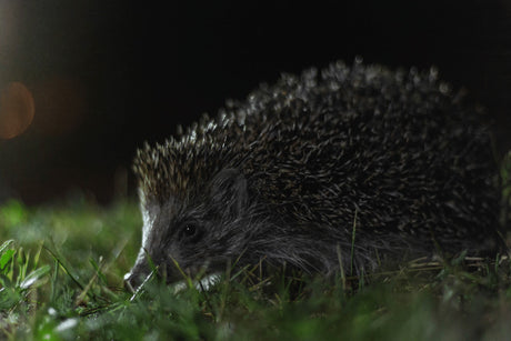 Are Hedgehogs Nocturnal?