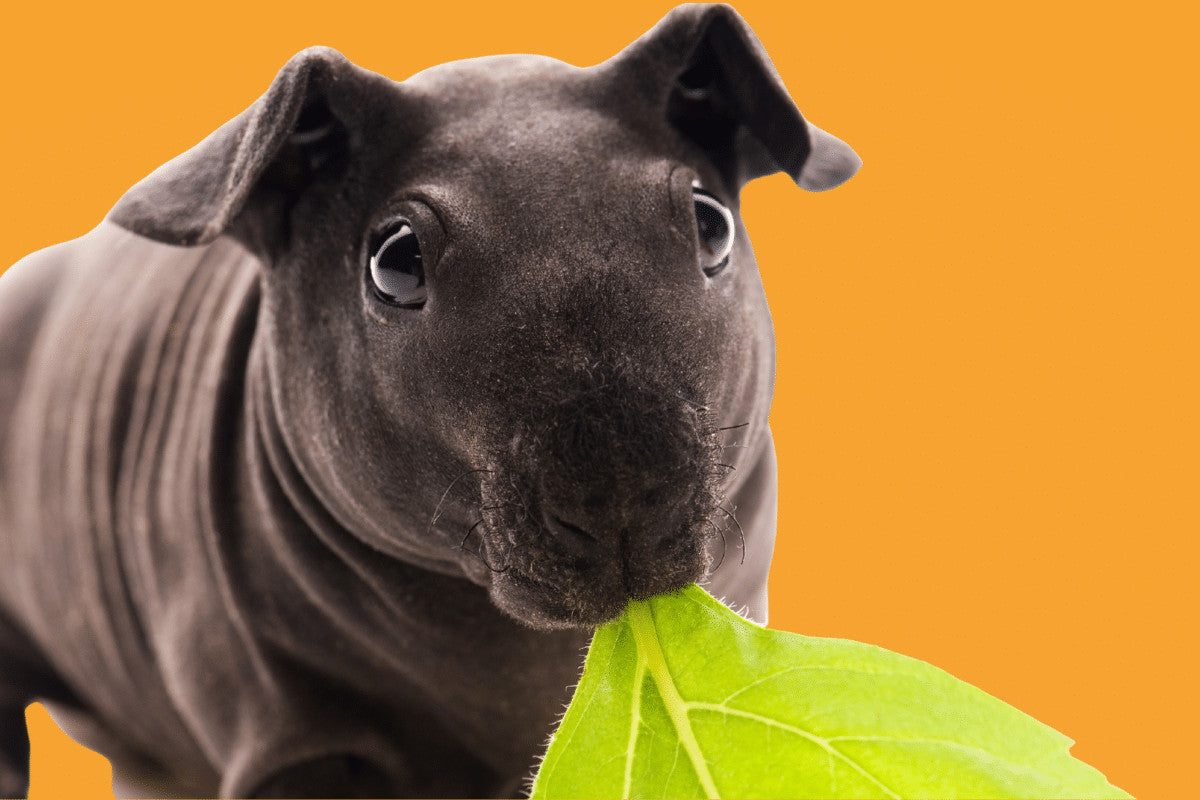 10 Reasons To Love a Skinny Pig | How To Care For Your Hairless Cavy