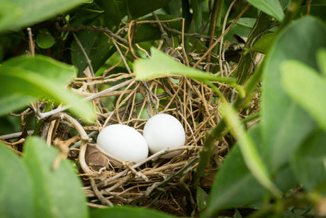When Do Birds Start Nesting?