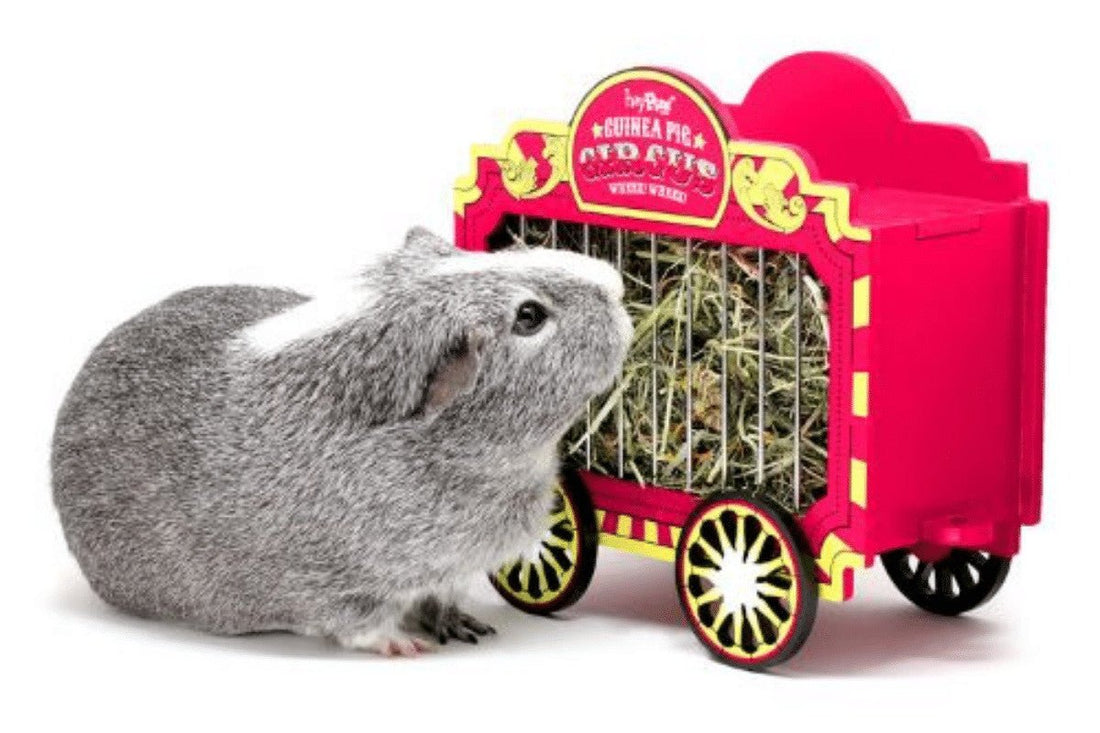 10 Best Boredom Busters for Guinea Pigs