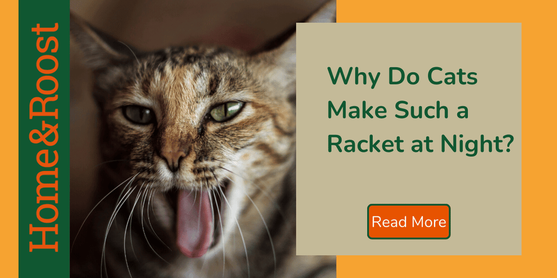 Why Do Cats Make Weird Noises At Night? 7 Feline Sounds and What the Mean